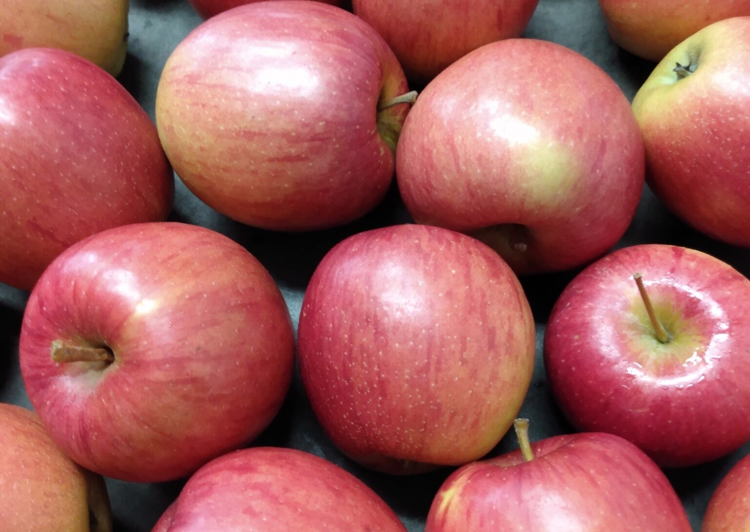 Freshly picked apples at Bashista Orchards in Southampton, MA