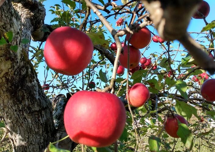 Ripe apples hanging on trees at Bashista Orchards in Southampton, MA
