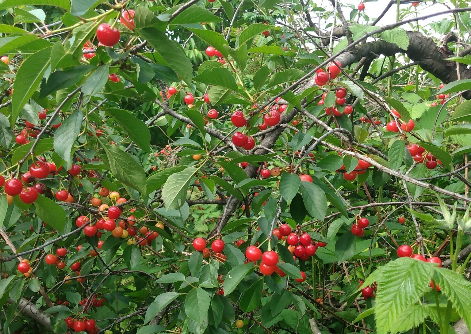 Ripe sour cherries hanging on trees at Bashista Orchards in Southampton, MA
