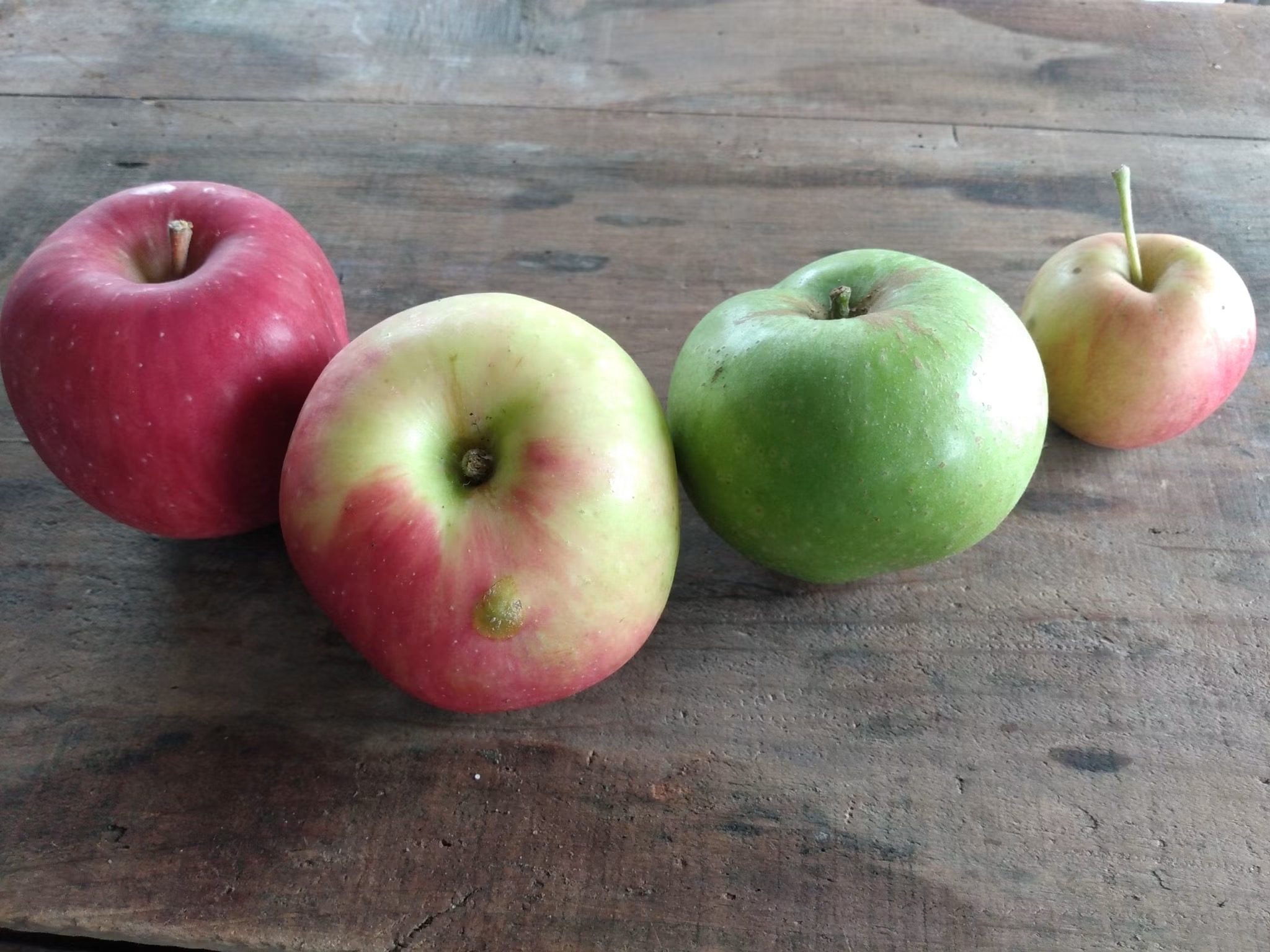Freshly picked apples at Bashista Orchards in Southampton MA